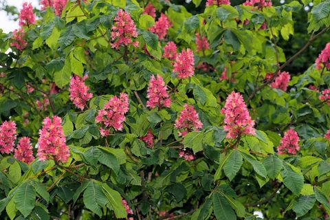 板栗树，树枝，叶子，自然，所有