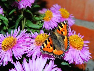 蝴蝶，小狐狸，蝴蝶，Edelfalter