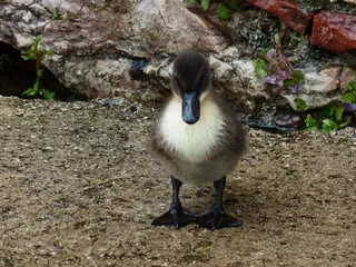 鸭子，小鸡，小，小鸭，年轻