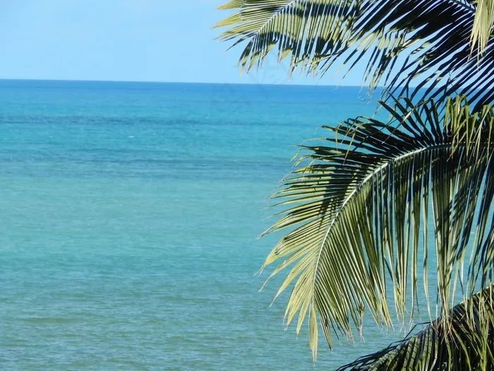 椰子树，Mar，Litoral，地平线，剪影，蓝色