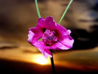 锦葵，花，日落，太阳