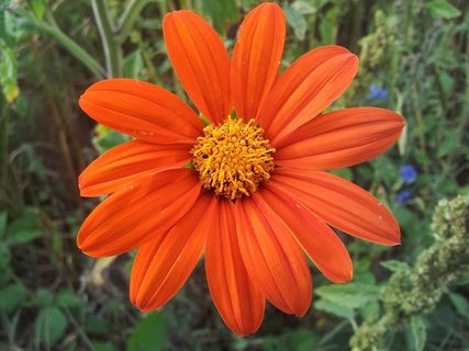 春天，休闲，鲜花，开花