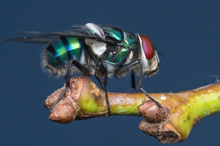 飞，昆虫，翅膀，野生动物，Bug，明亮，渺小