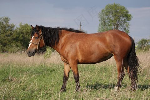 马，母马，动物，自然，场，夏天