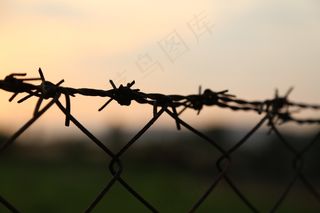 刺铁丝,竹节虫,栅栏,电线/电缆,折叠谱架,铁丝网围栏和铁丝网的特写