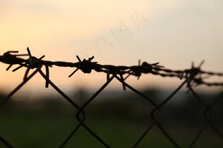 刺铁丝,竹节虫,栅栏,电线/电缆,折叠谱架,铁丝网围栏和铁丝网的特写