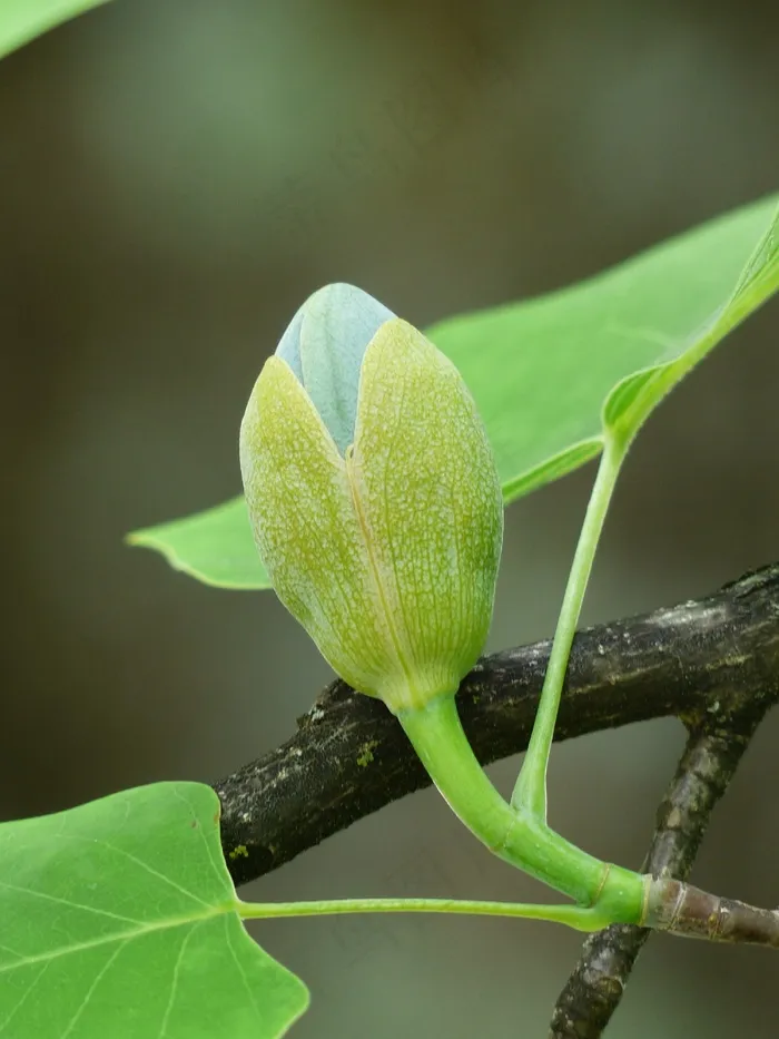 郁金香树，树，芽，上升，增长