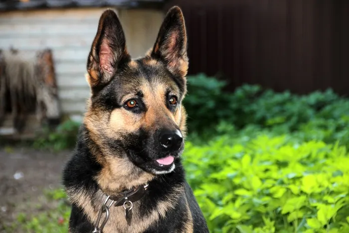 牧羊犬，德国牧羊犬，肖像，宠物，惊喜