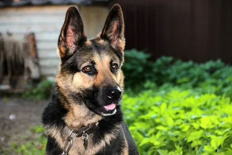 牧羊犬,德国牧羊犬,肖像,宠物,惊喜 牧羊犬,德国牧羊犬,肖像,宠物,惊喜