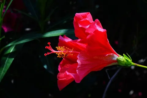 芙蓉花,花,开花,红色,棉花糖 芙蓉花,花,开花,红色,棉花糖