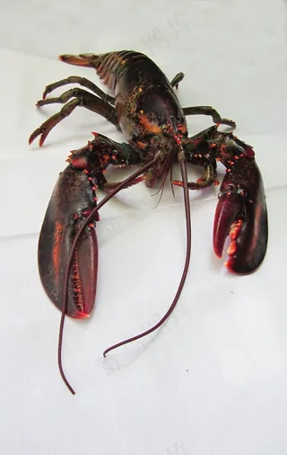 龙虾，缅因州龙虾，海鲜，食品，海，美食