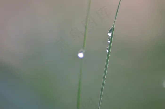 草，罗莎，刀片，湿，一滴，草地，雾