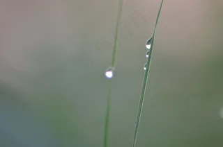 草，罗莎，刀片，湿，一滴，草地，雾