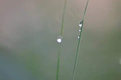 草,罗莎,刀片,湿,一滴,草地,雾 草,罗莎,刀片,湿,一滴,草地,雾