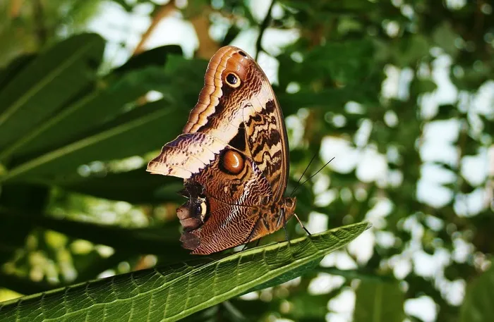 蝴蝶，虫子，大蓝蝴蝶