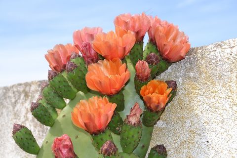 仙人掌，开花，厂，带动，性质，盛开