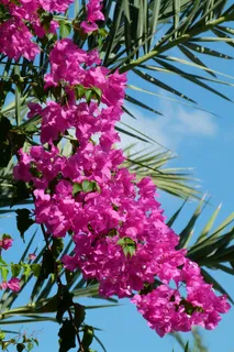 鲜花,红色,天空,美丽,自然,植物群,夏天 鲜花,红色,天空,美丽,自然,植物群,夏天