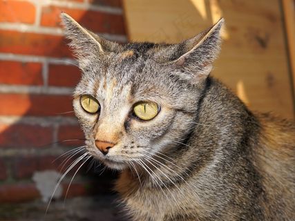 猫，家猫，宠物，亲爱的，注意，骄傲，Mieze