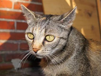 猫，家猫，宠物，亲爱的，注意，骄傲，Mieze