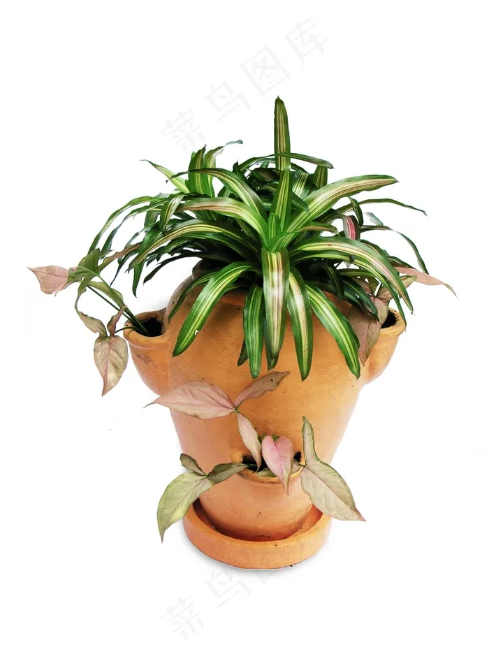 凤梨科，Syngonium，盆景，观赏植物