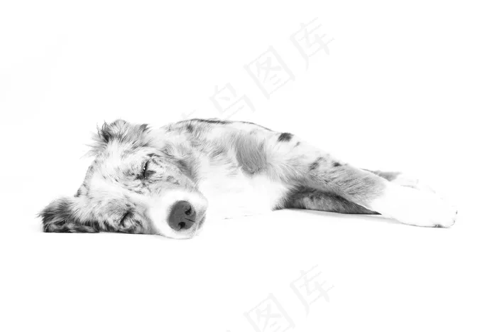 狗，躺，睡眠，放松，黑色和白色