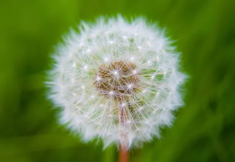 蒲公英,蒲公英,灯光效果,绒毛,自然 蒲公英,蒲公英,灯光效果,绒毛,自然
