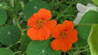 金莲花，橙，Tropaeolum，开花，盛开