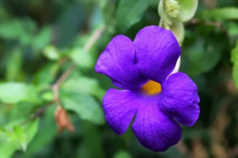 花,植物区系,美丽,紫,野生,野花 花,植物区系,美丽,紫,野生,野花