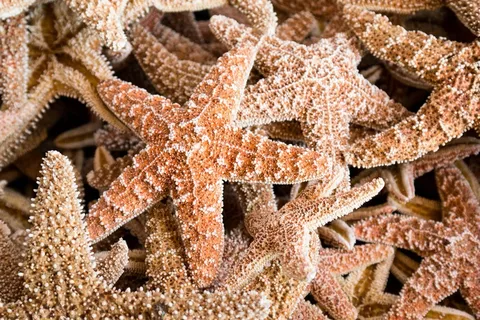 海星,海,假期,沉默,休息,水生物 海星,海,假期,沉默,休息,水生物
