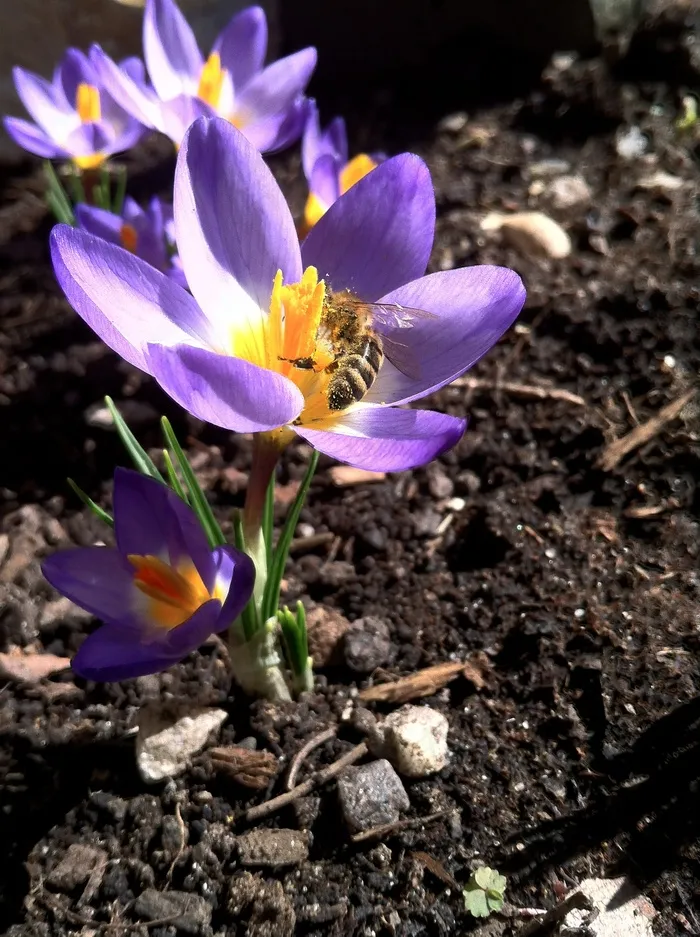 番红花，春天，开花，花，紫色，关闭