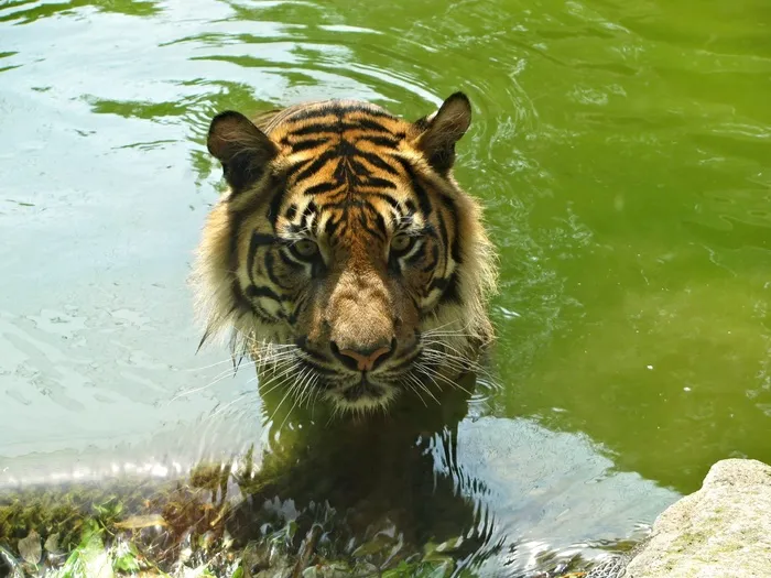 虎，猫，大猫，猫脸，动物，动物园，水