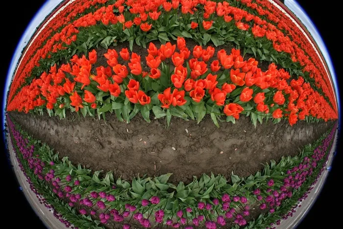 郁金香，鲜花，鱼眼，红色，紫色，场，农场