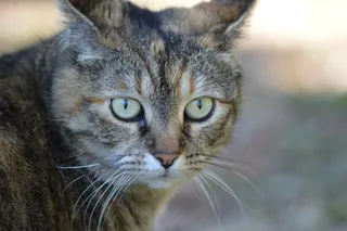 猫，凝视，动物