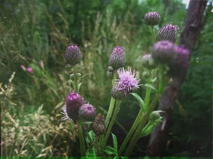 鲜花,大自然,风景,紫色,花园,草地 鲜花,大自然,风景,紫色,花园,草地