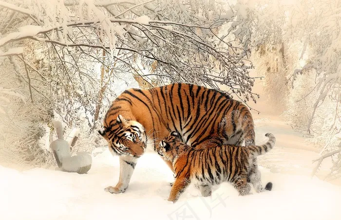西伯利亚虎,老虎,绘画,苏门答腊虎,华南虎,老虎的家人在雪中