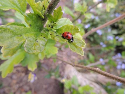 瓢虫，Sedmitečné，工作表，详细信息，点，宏