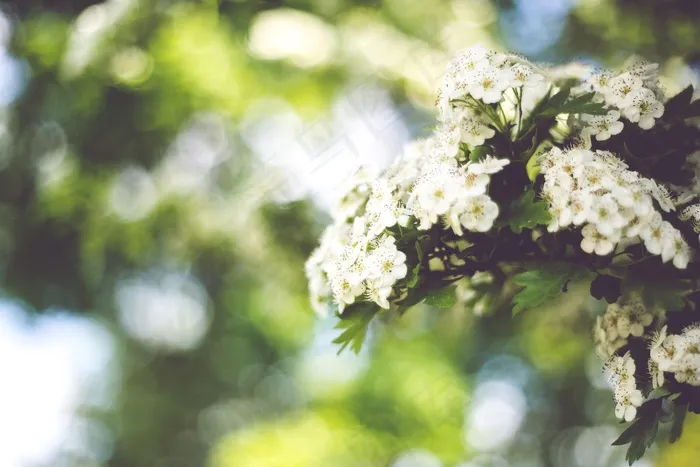 山楂花,李花,笑靥花,珍珠梅,梨花,小白花与散景权