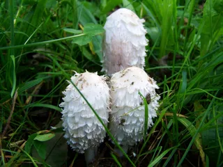 鸡腿菇，银耳，自然