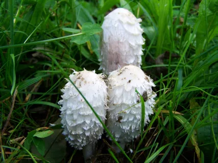 鸡腿菇,银耳,自然 鸡腿菇,银耳,自然