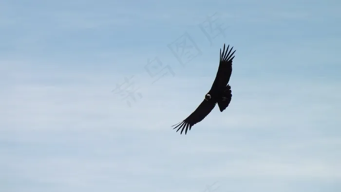 秃鹰，秘鲁，飞，天空，云，景观，自由