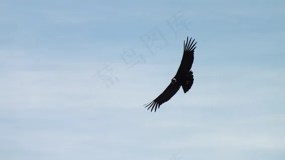 秃鹰，秘鲁，飞，天空，云，景观，自由