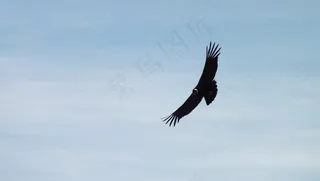 秃鹰，秘鲁，飞，天空，云，景观，自由