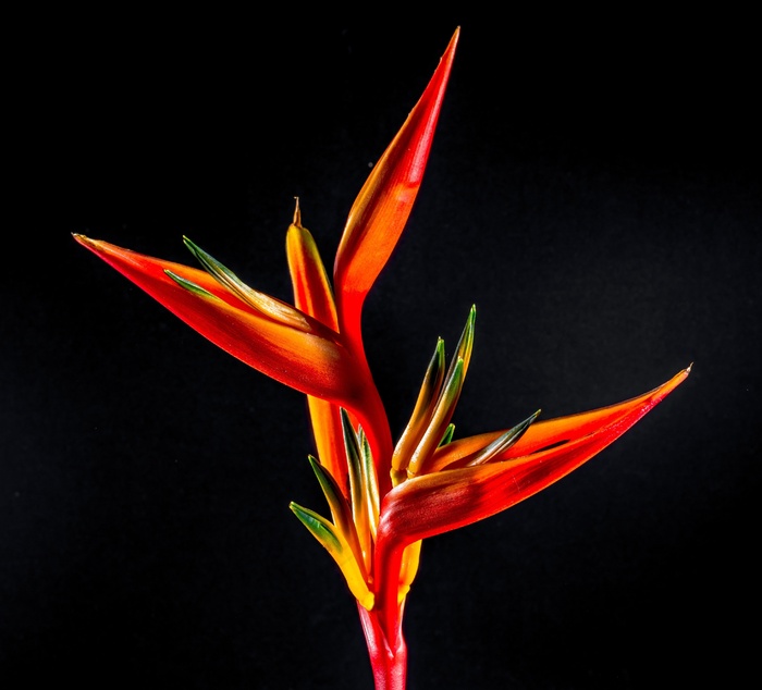鹤望兰，开花，花，红色，橙色，黄色