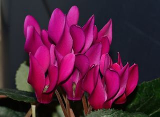 大自然，花，春天，罗莎