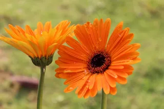 鲜花，Jabra鲜花，斯里兰卡