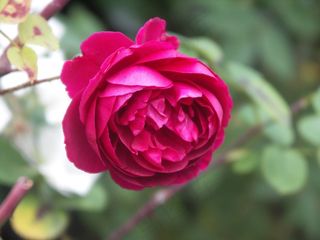 花，玫瑰，红色，盛开，开花，浪漫，花瓣