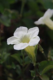 花的，植物，自然，开花，花瓣