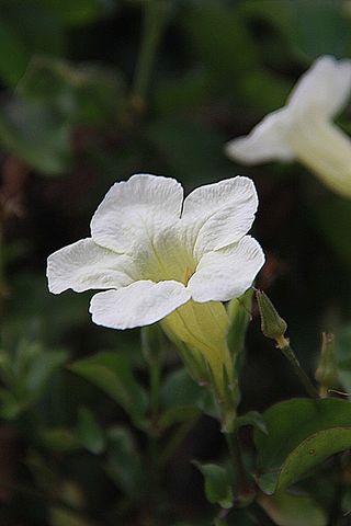 花的，植物，自然，开花，花瓣