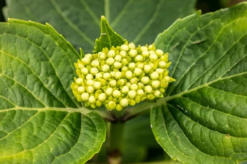 绣球,年轻,开花,弗里施,绿色,宏 绣球,年轻,开花,弗里施,绿色,宏