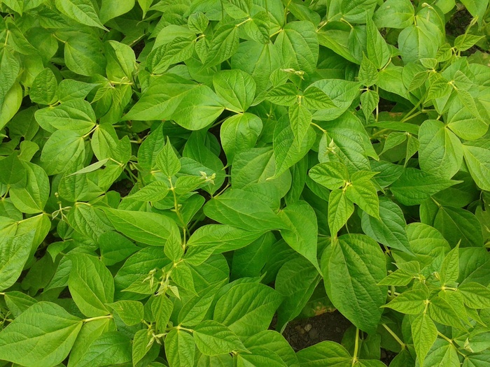 豆，豆类植物，蔬菜，蔬菜植物，绿色